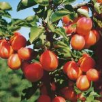 Sibleys Apricot Dwarf Fruit Tree – Flavourcot