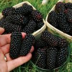 Blackberry Plant – Karaka Black