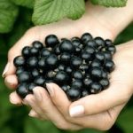 Blackcurrant Plant – Ebony