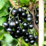 Blackcurrant Plant – Little Black Sugar