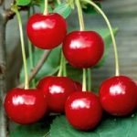 Cherry Tree – Crown Morello