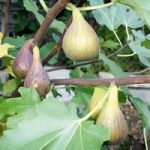 Fig Plant (Organic) – Peretta