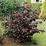 Nut Tree – Purple Filbert
