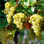 Grape Vine Plant – Perlette