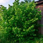 Truffle Tree – Hazel Kentish Cob