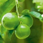 Citrus Plant – Lime