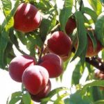 Peach Dwarf Fruit Tree – Avalon Pride