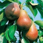 Pear Tree – Beurre Hardy
