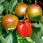 Pluot Tree – Flavour Supreme