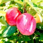 Pluot Tree – Pink Candy