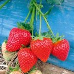 Strawberry Malling Centenary Misted Tip