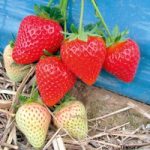 Strawberry Plants – Malling Centenary