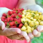 Strawberry Seeds – Red & White Wild Mix