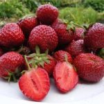 Strawberry Plants – Honeoye