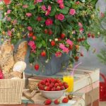Strawberry Plants – F1 Toscana