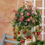Strawberry Plants – F1 Frisan