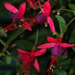 Fuchsia Lady Boothby (Hardy)