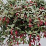 Fuchsia Hardy Versicolour