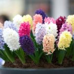 Hyacinth Pagoda Mix