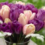 Tulip Magic Lavender & Mango Charm Mix