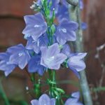 Campanula persicifolia Bells Blue
