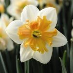 Daffodil Hungarian Rhapsody
