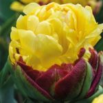 Tulip Ice Cream Yellow