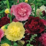 Hollyhock Chaters Doubles