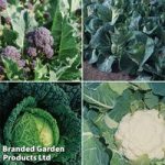 Autumn Planting Brassica Collection