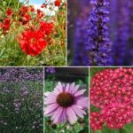 Perfect for Pollinators Perennial Collection