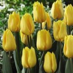 Tulip Triumph Yellow Flight