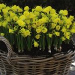 Daffodil Bulbicodum