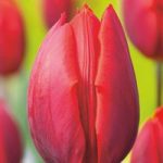 Tulip Couleur Cardinal Bulbs