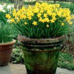 Daffodil Tete a Tete (Organic)