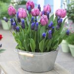 Plant-O-Tray Tulip Purple Prince & Muscari Latifolium