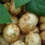 Seed Potato Organic Bambino 1kg