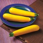 Courgette Golden Glory