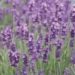 Lavender Plants – Munstead