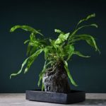 Lova Plant on Lava Rock – Gift