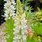 Lupin Noble Maiden (White)