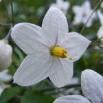 Solanum Jasminoides Album