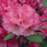 Rhododendron Wine & Roses