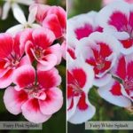 Geranium ‘Rosebud Collection’