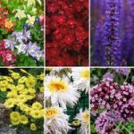 Best Value Perennial Collection