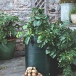 Seed Potatoes – Bargain Patio Growing Kits