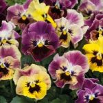 Pansy Plants –  Frizzle Sizzle Fire Mixed