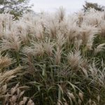 Miscanthus sinensis – Cute One