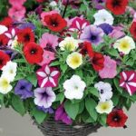 Petunia ‘Easy Wave Ultimate Mixed’