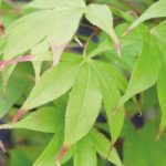 Acer ‘Osakazuki’ plant