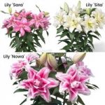 Lily Roselily Collection